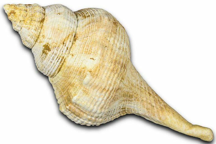 Miocene Fossil Sea Snail (Euthriofusus) Shell - France #365549